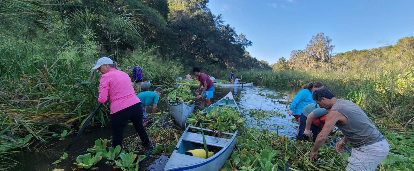 Water lettuce being removed from a river.